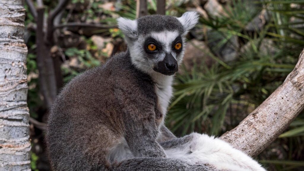 Lemur in Monkey Park, Tenerife