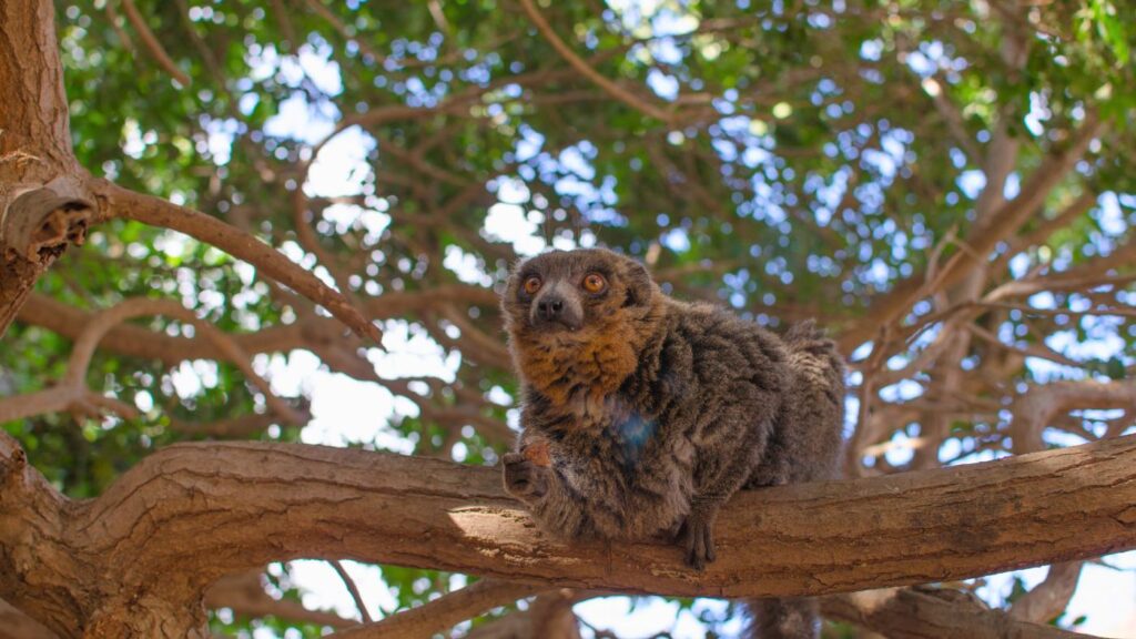 Monkey Park Zoo in Tenerife