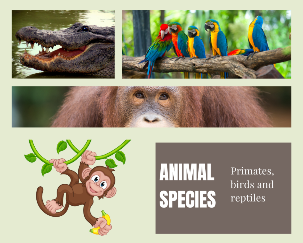 Photo collage of animal species in Monkey Park Tenerife