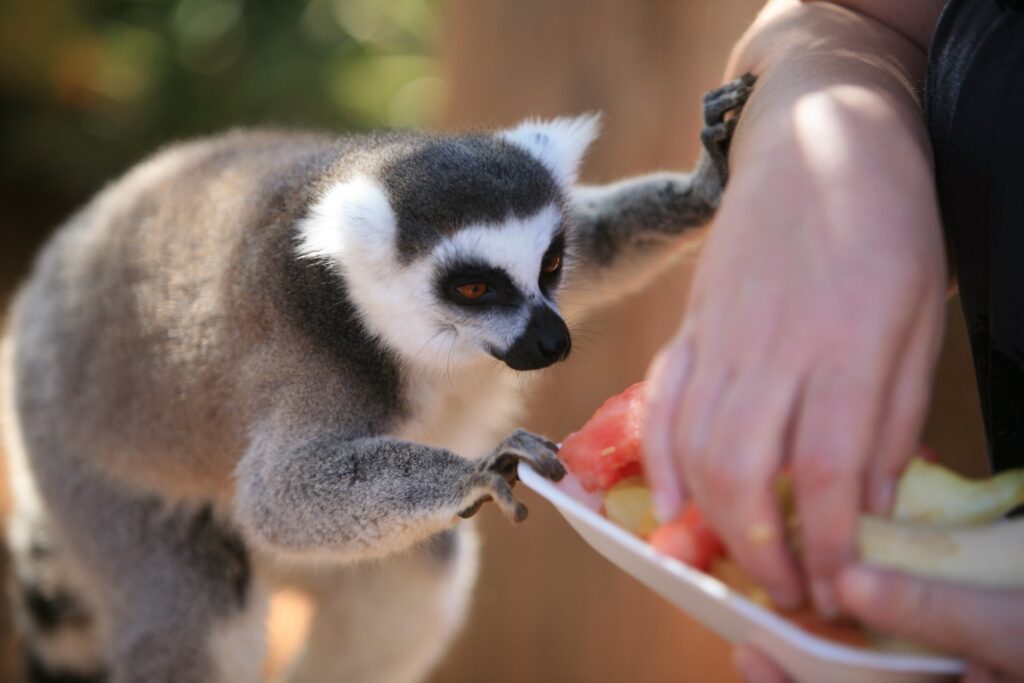 Feeding of the monkey in Monkey Park zoo, Tenerife