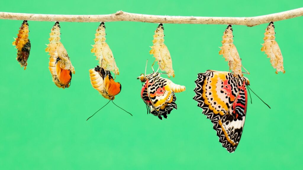 Mariposario del Drago - Butterfly Park in North Tenerife