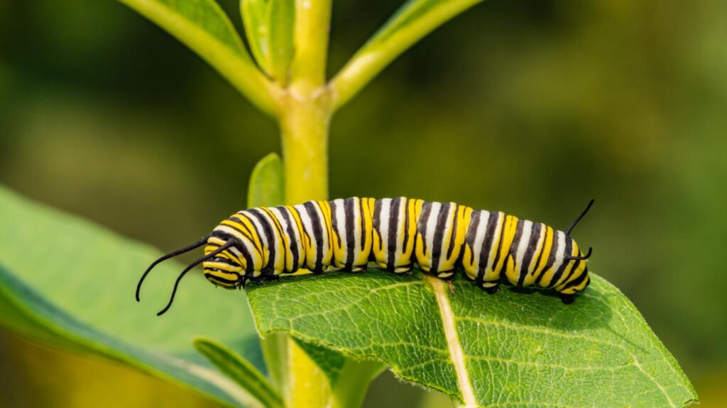 Mariposario del Drago - Butterfly Park in North Tenerife