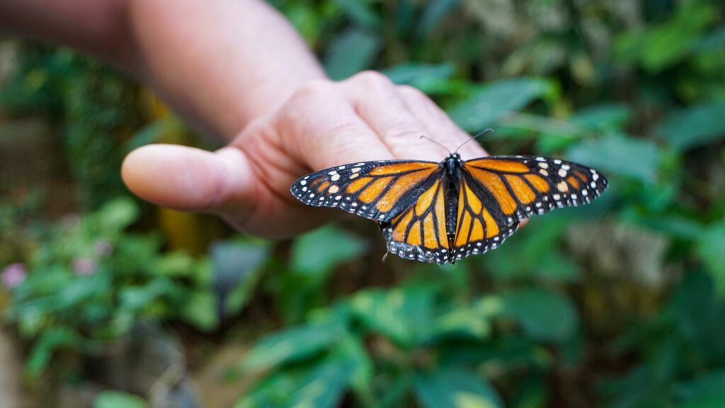 Mariposario del Drago - Butterfly Park in North Tenerife