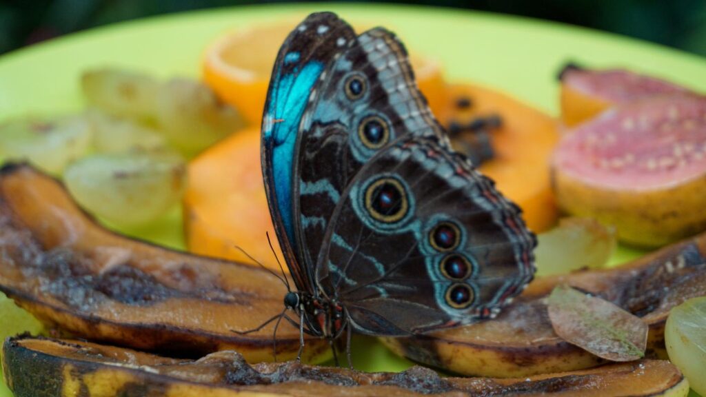 Mariposario del Drago - Butterfly Park in North Tenerife