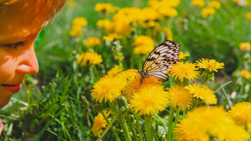 Mariposario del Drago - Butterfly Park in North Tenerife